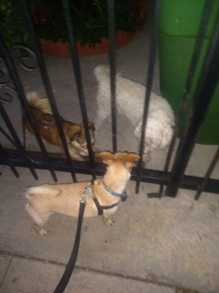 A tan chihuahua mix dog with  black leash and harness stands on one side of a metal fence with two dogs:  a brown and black terrier mix and a shaved white poodle stand on the other side of the fence. 